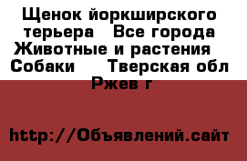 Щенок йоркширского терьера - Все города Животные и растения » Собаки   . Тверская обл.,Ржев г.